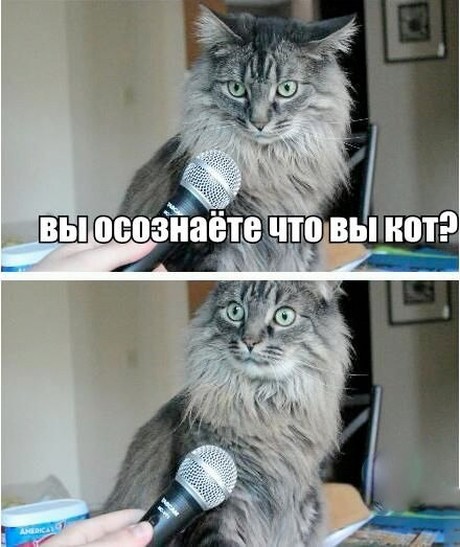 1. Экзистенциальный кризис подоспел животные, коты, юмор