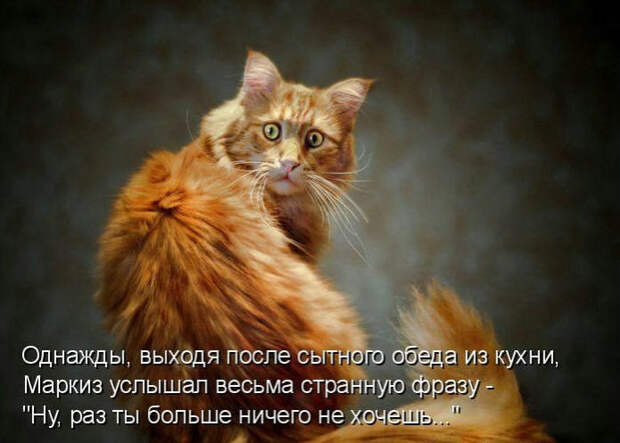 Смешные животные из КотоМатрицы (49 шт.)