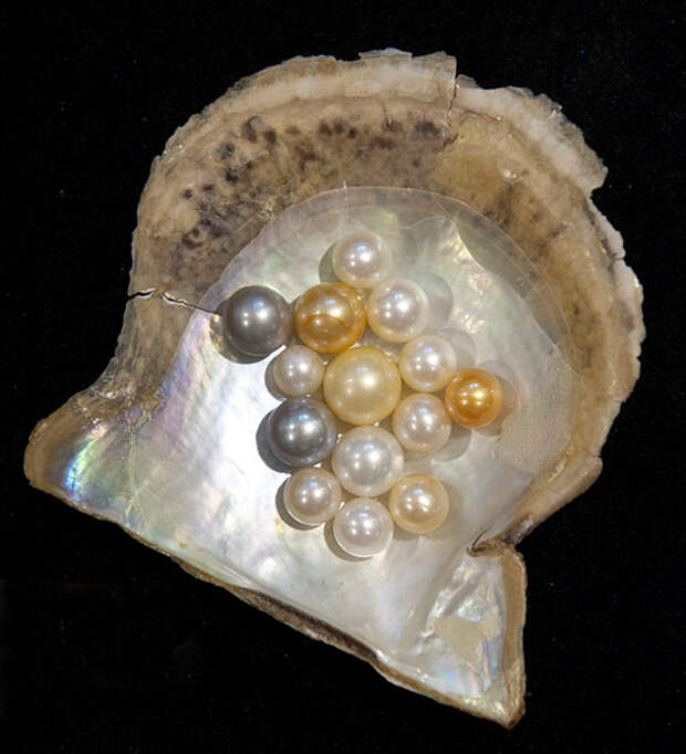 File:Pearl-variety hg.jpg