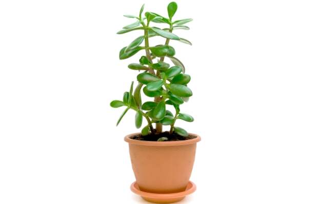Green plant (Crassula) in a flower pot isolated on white background