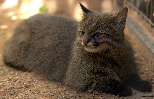 unusual-wild-cats-29__880
