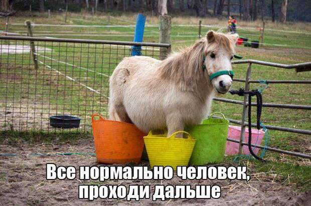 Юмор в фотографиях Юмор в фотографиях