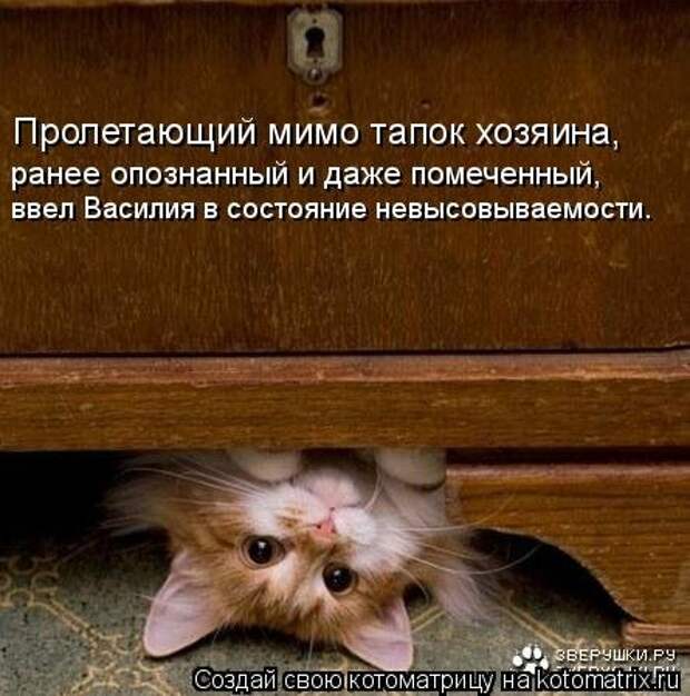 Новая котоматрица на Бугаге (28 фото)