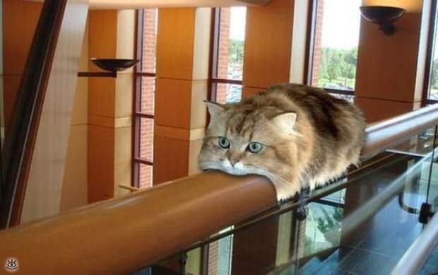 Забавности и оригинальности 29