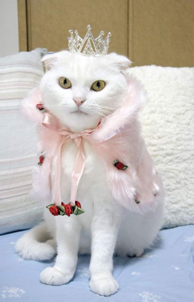 Кошачья мода по-японски