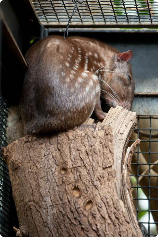 Пака (лат. Cuniculus paca)