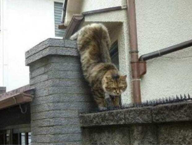 Да что вы знаете про любовь?  кот, кошка, любовь
