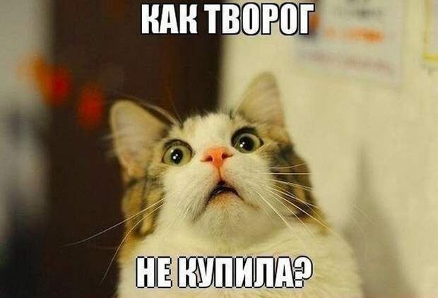 Смешные картинки с подписями катинки, прикол, юмор