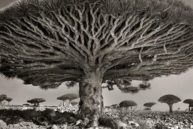 ancient-trees-beth-moon-8