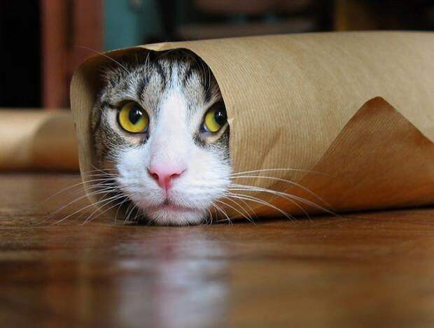 Хозяин, выпусти! коты, фото