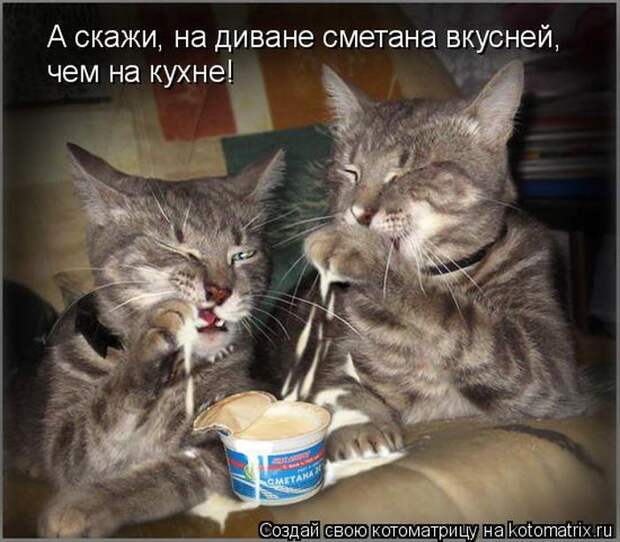 Лучшие котоматрицы недели (50 фото)