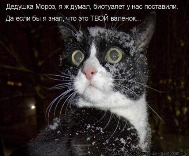 Котоматрицы (картинки с надписями)