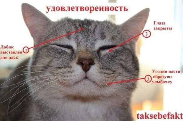 Как узнать, врет Вам кошка или нет? вранье, животные, кошка