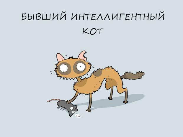 crazycat03