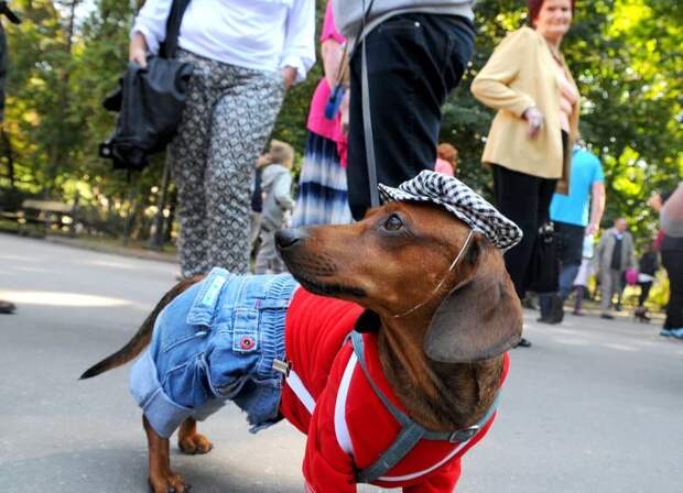 Dachshund Parade 2015 в Кракове животные, краков, парад такс 2015