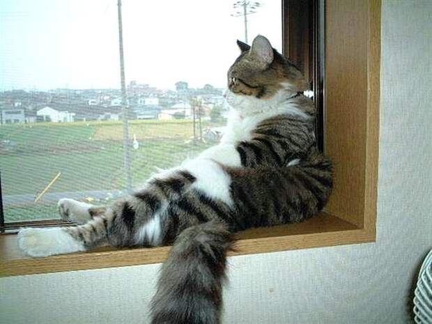 Коты, смотрящие в окно коты, окно, фотографии