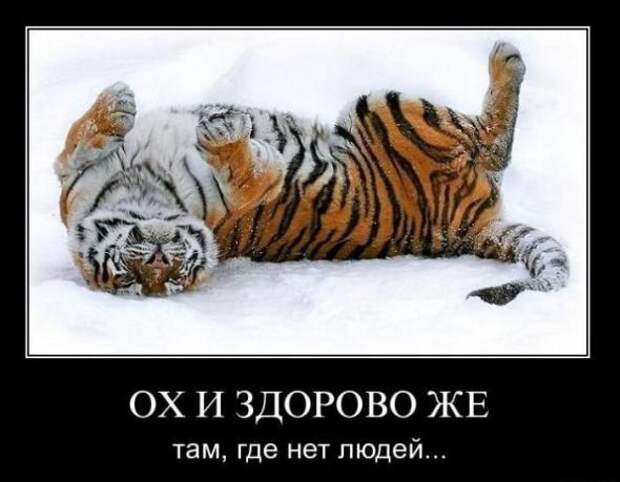 Подборка классных демотиваторов № 117