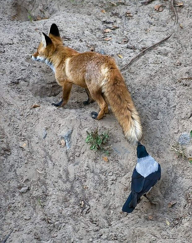 crows-tease-animals-peck-bite-tails-trolls-corvids-9