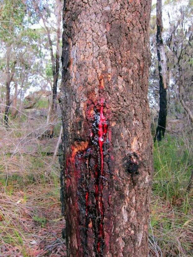 Pterocarpus angolensis - это тиковое дерево, произрастающее в южной части Африки. Кровоточащее дерево, дерево из которого идет кровь. Вместо воды из дереза идет кровь