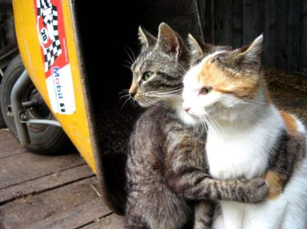 lolcats49 100 лучших фотографий кошек всех времен и народов