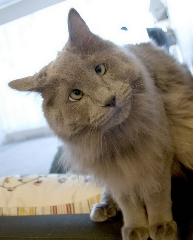 Кот своего хозяина!  коты, люблю котов, прикол, юмор