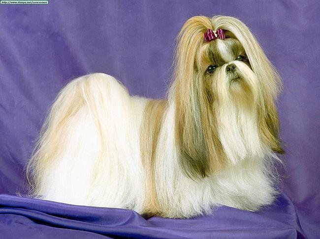 Ши-тцу Питомники Фото Щенки Шитцу Chinese Imperial Dog,Little Lion Dog - Породы Собак