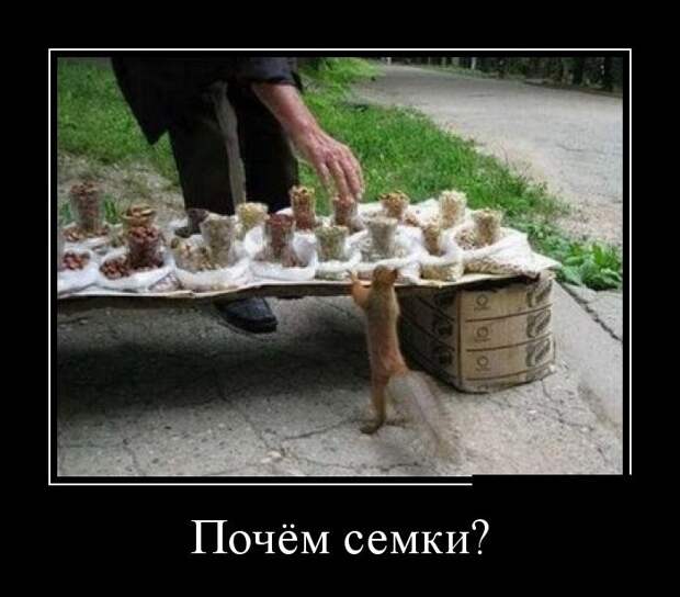 Демотиваторы  демотиваторы, прикол, смех, юмор