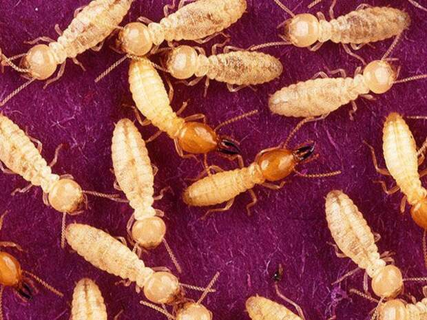 Интересные факты, которых вы могли не знать позновательное, события, мир, знаете ли вы, животные, факты, интересное