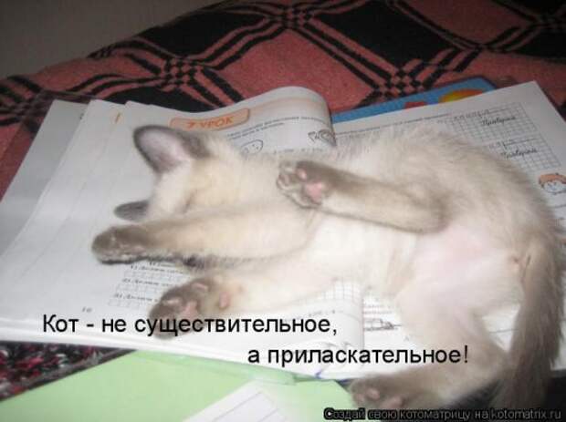 Свежая котоматрица на Бугаге (34 фото)