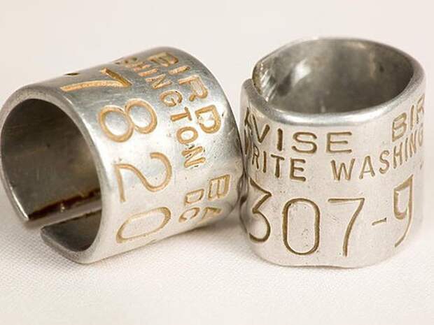 О чем рассказывают птичьи кольца?