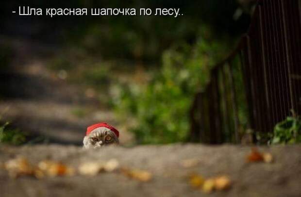 животные