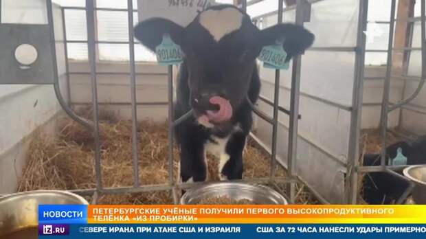 Российские ученые представили теленка "из пробирки"