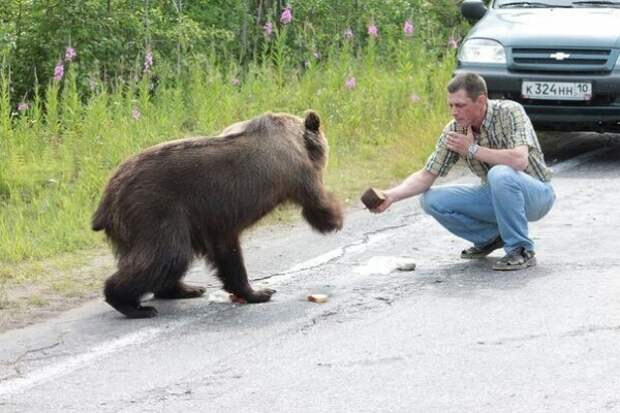 Встреча с медведем Ухта, медведь, сыктывкар