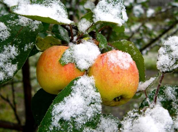 как хранить яблоки зимой, хранение яблок в домашних условиях
