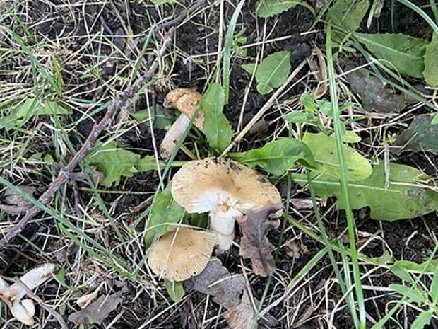 Медики: В первых весенних грибах полно опасного яда