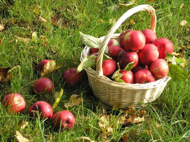 Самые полезные продукты питания - яблоки! 