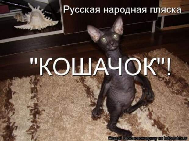 Котоматрицы