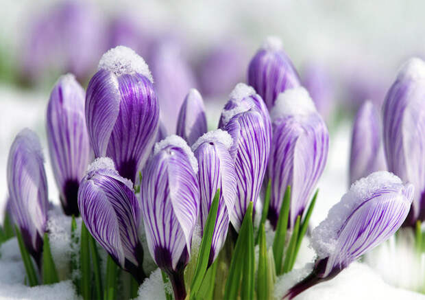 11 самых первых весенних цветов в саду  8 марта, весна, первые весенние цветы