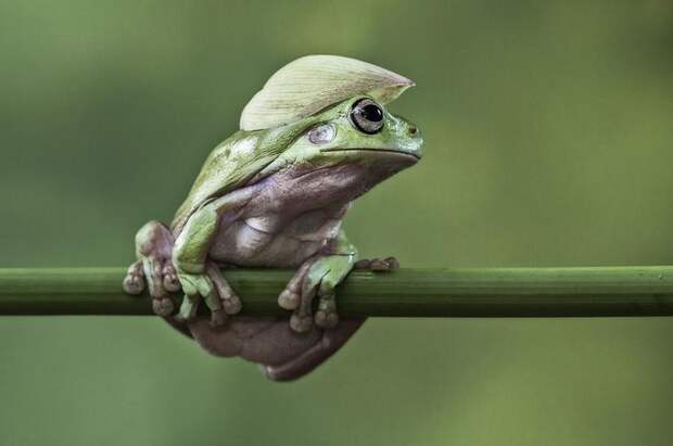 Mandatory Credit: Photo by Lessy Sebastian/Solent News/REX Shutterstock (3438887d) Frog balanced on a plant stem with a flower petal on its head Green frogs appear to exercise using a branch, Jakarta, Indonesia - Nov 2013 *Full story: http://www.rexfeatures.com/nanolink/ofd5 These green tree frogs are enjoying an intense gym workout by lifting their own bodyweight performing pull-ups on a branch. The acrobatic frogs even use a vertical branch to hang themselves off sideways, displaying immense strength and bulking up their muscles. In another photo, one frog poses proudly with a cap on after a fitness session - using a petal from a lotus flower. Professional photographer Lessy Sebastian, 50, captured these amazing photographs when he spent the afternoon in his garden. He bought the frogs from a reptile shop almost a year ago and keeps them in his pond in Jakata, Indonesia. Lessy said: "Usually every weekend I have an opportunity to photograph them and watch them play on a tree branch and jump on a lotus flower to a rest".