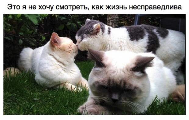 Животные как люди Животные как люди домашние питомцы, животные, фото животных