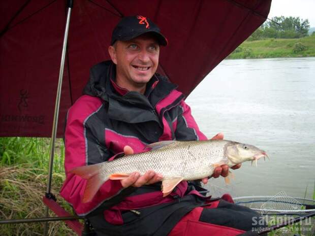 Все, что усачу нужно, это ведро вареного опарыша и кевларовый поводок