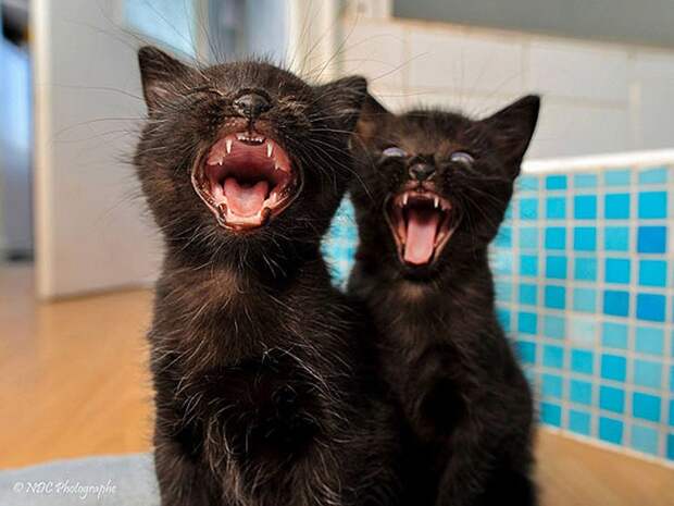 AnimalTwins04