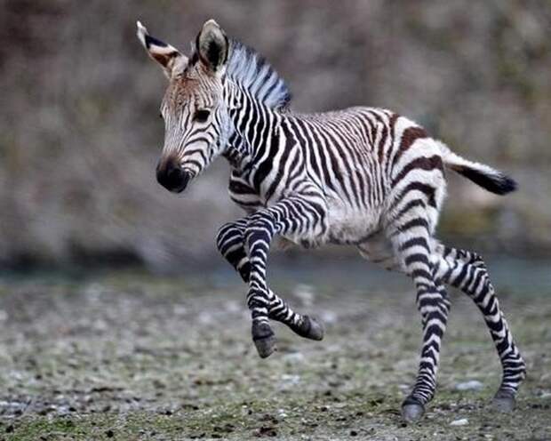 animalbaby9