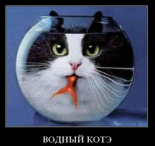 демотиваторы новые смешные.