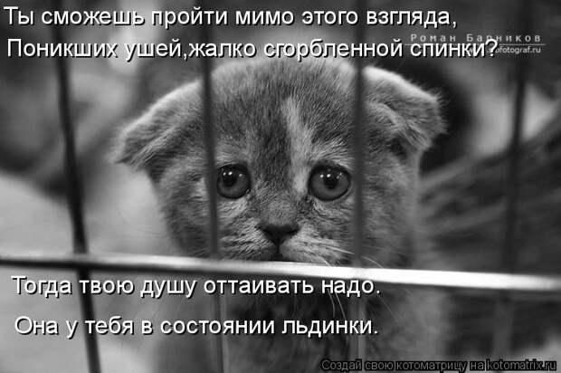 Котоматрица: Ты сможешь пройти мимо этого взгляда, Поникших ушей,жалко сгорбленной спинки? Тогда твою душу оттаивать надо. Она у тебя в состоянии льдинк