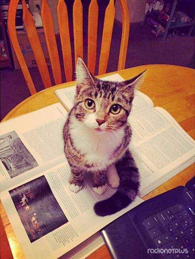 Когда вы откроете книгу, ноутбук, газету или начнете что-то писать, он обязательно придет