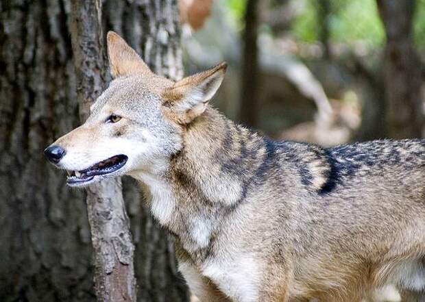 Самые редкие животные собачьи мира Рыжий волк (Canis rufus), фото хищные животные фотография