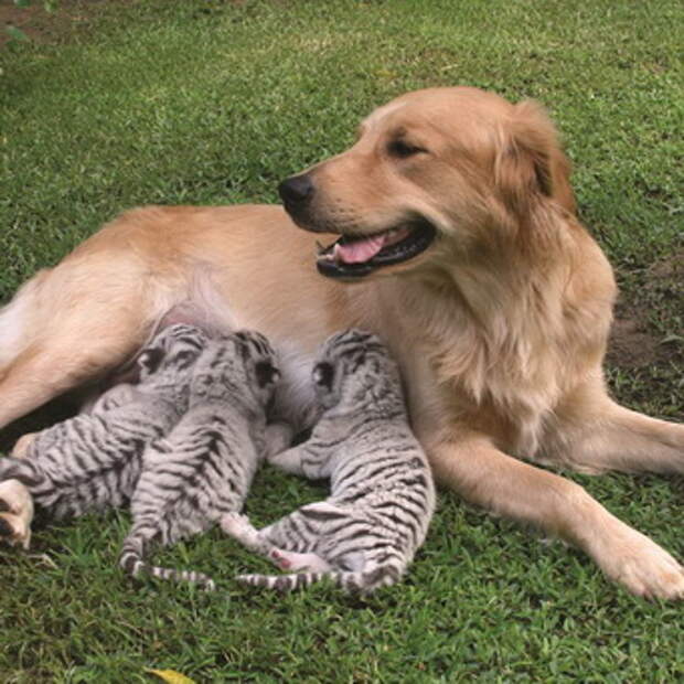 Собака усыновила котенка