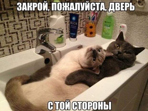 Прикольные фотомемы (36 шт)