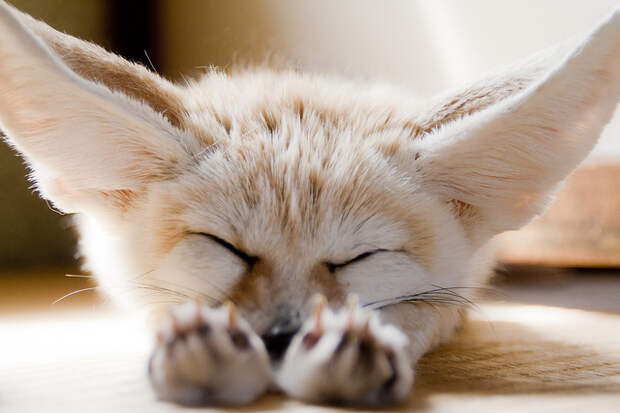 Фенек. Фото / fennec fox photo